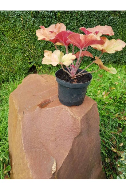 Гейхера гибридная Саузен Комфорт  - 3л/вис.10-15см/Ø20-25